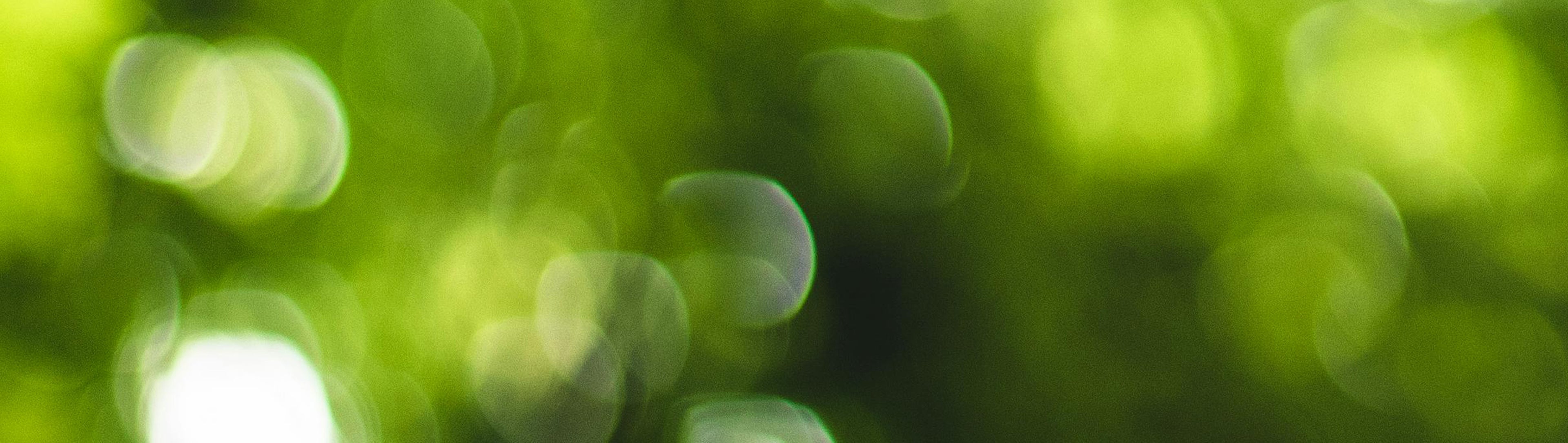 Grünes Blätterdach mit Lichtspots.